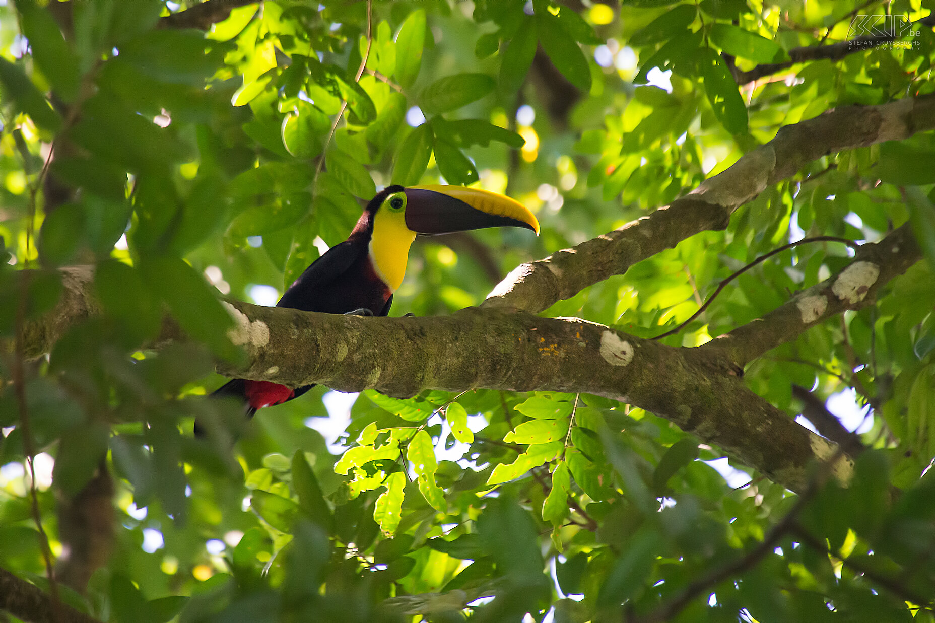 Dominical - Hacienda Baru - Swainsons toekan De Swainsons toekan (chestnut-mandibled toucan, swainson’s toucan (ramphastos ambiguus swainsonii) is een veel voorkomende toekan in Costa Rica en broeden vooral in vochtige laagland wouden. Het mannetje is 56 cm lang, terwijl de vrouwelijke iets kleiner zijn (52 cm). Stefan Cruysberghs